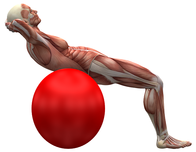 This image has an empty alt attribute; its file name is exercise-ball-2277451_1280.png