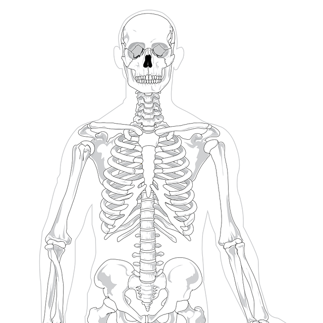 This image has an empty alt attribute; its file name is skeleton-41550_1280.png