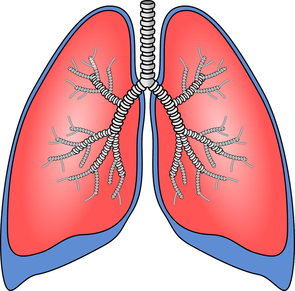 This image has an empty alt attribute; its file name is lungs-154282_1280.png