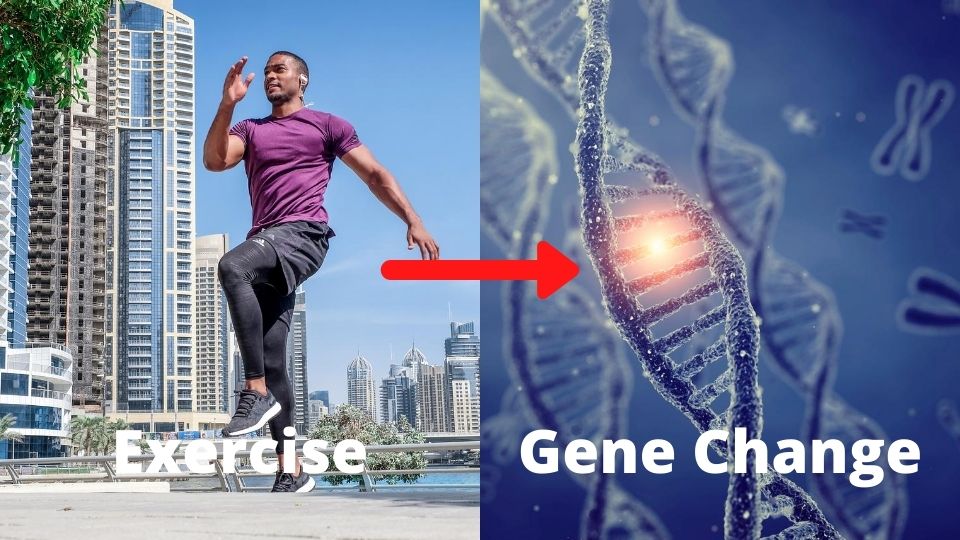 Exercise gene change time