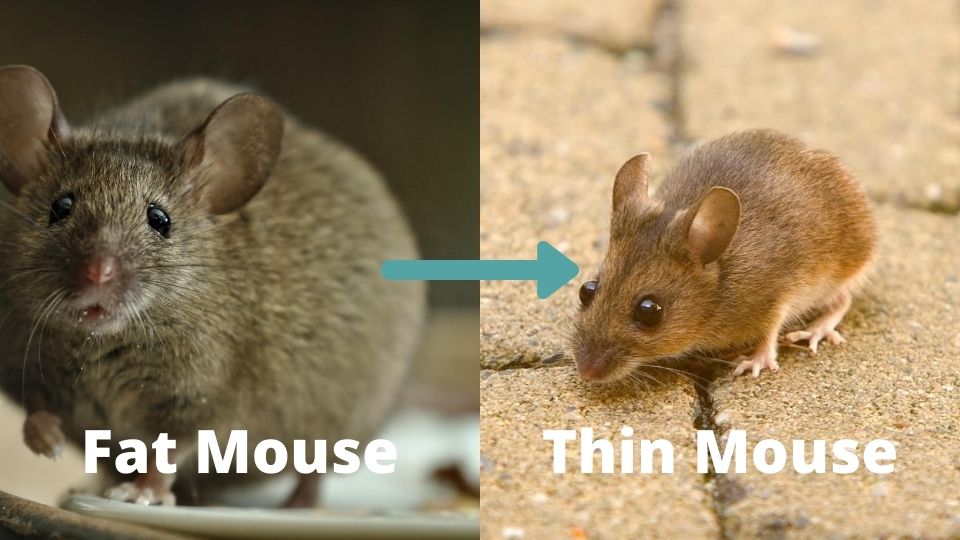 Fat mouse thin mouse