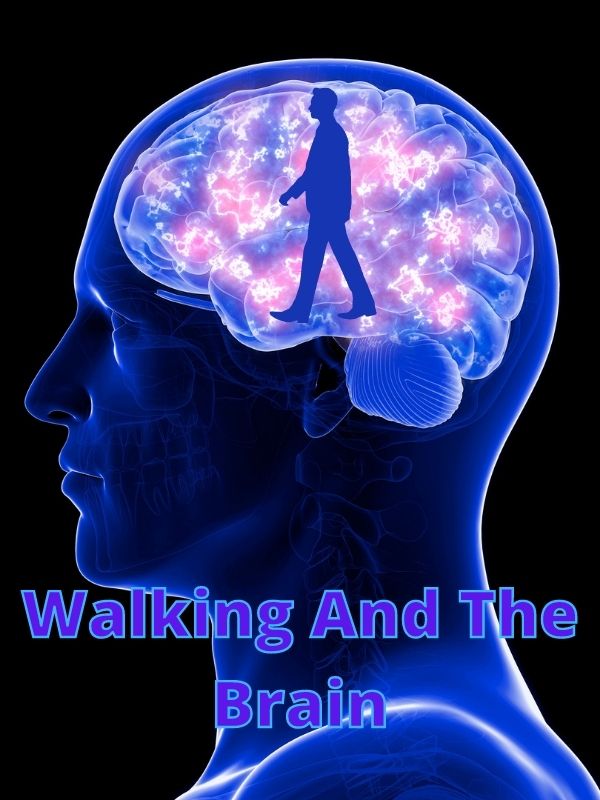 Walking And The Brain