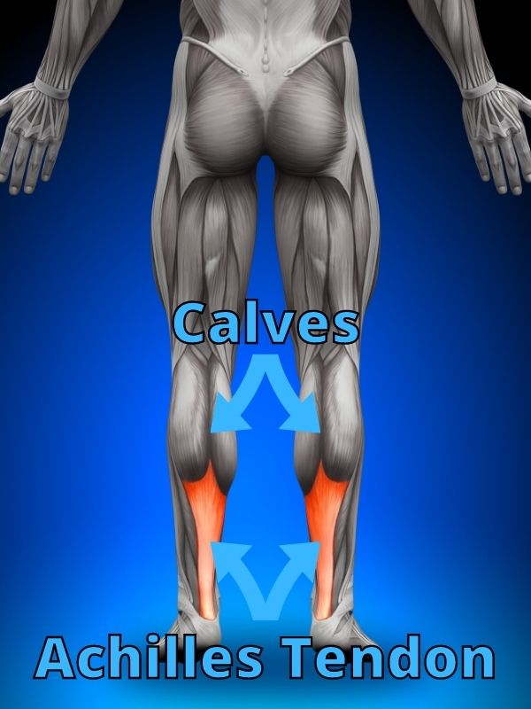 calves and achilles tendon