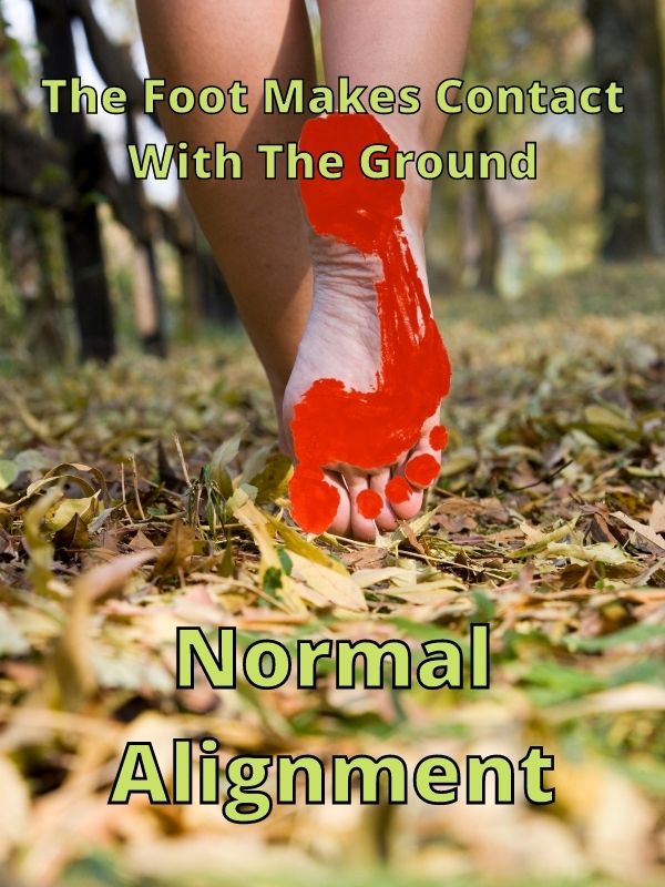 Normal foot Alignment