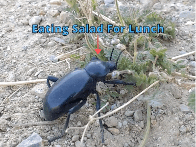 black bug eating