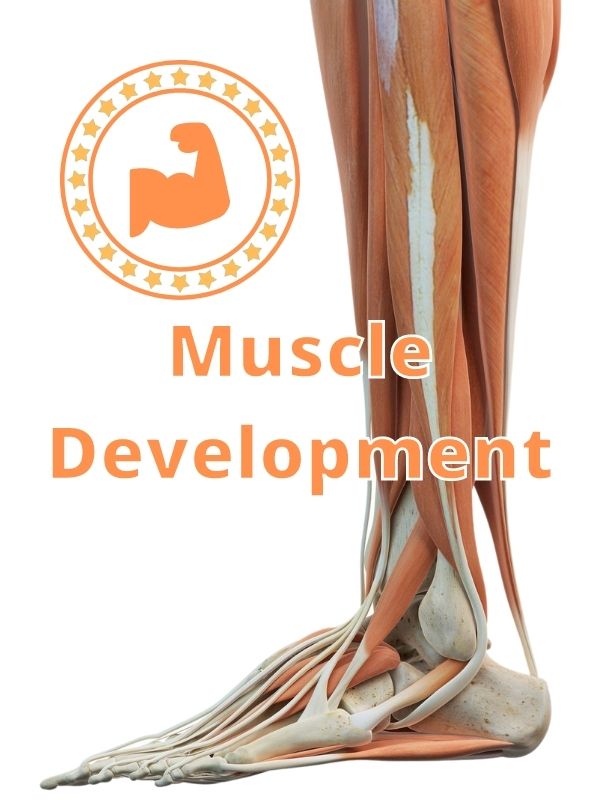 Muscle Development High Arches