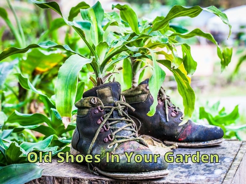 Old Shoes In Your Garden