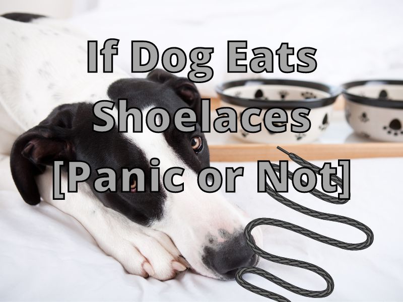 If Dog Eats Shoelaces [Panic or Not]