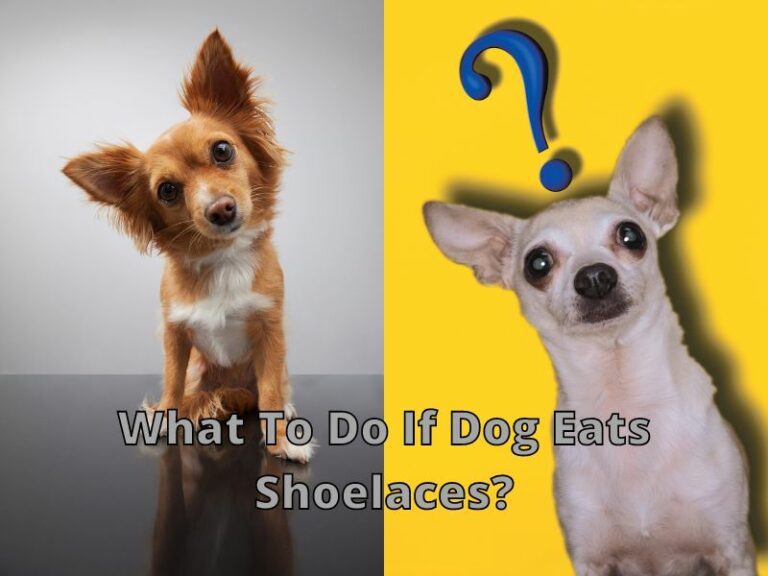 What If My Dog Eats My Shoelaces [Panic or Not] Help Shoe